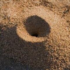 Colony_Of_Ants's profile picture. A Colony of Ants