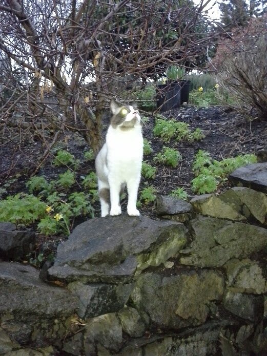 SuaveCatDamon's profile picture. Enjoy chasing shadows and my own tail.  Love water from the toilet bowl.
I brake for fish and birds.

It's better to be a fake somebody than a real nobody.