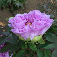 にあなごがすき (@umiotter) 's Twitter Profile