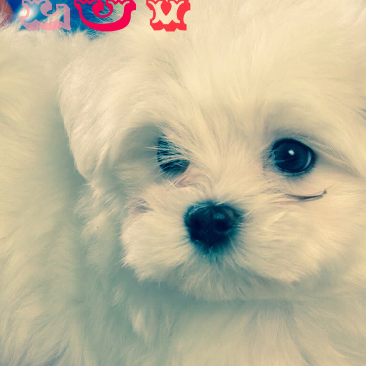 Hi im Paris and my favourite colours r pink,light blue n white and plz follow me
