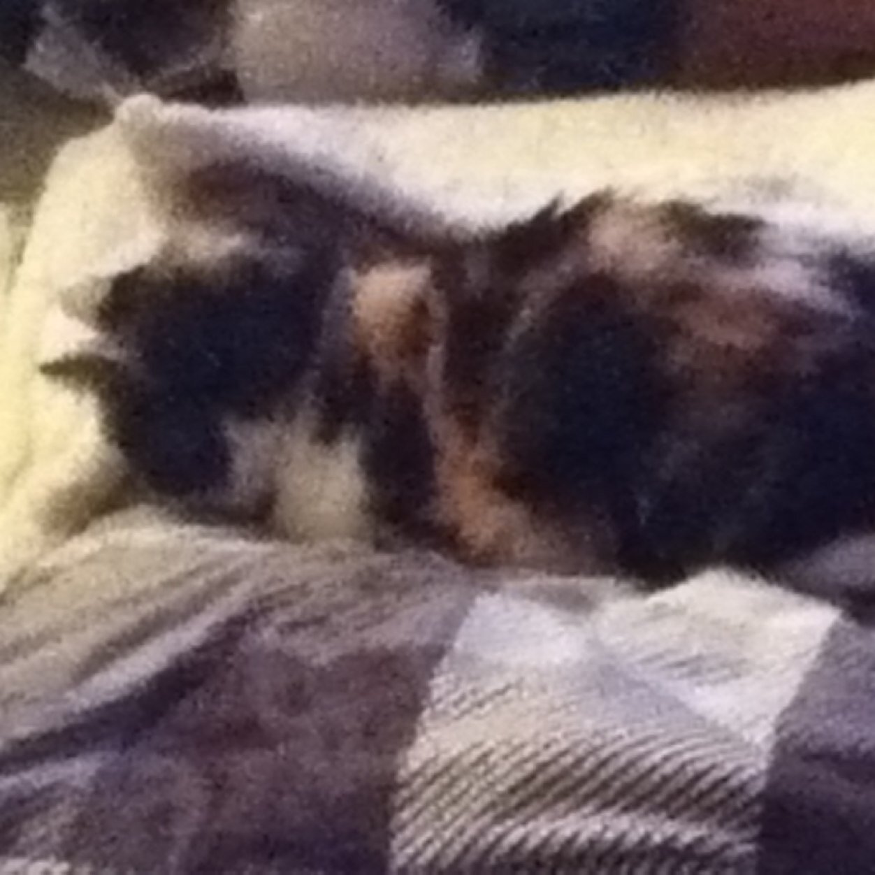 I was @skylermannia cat, Chani. Decesed