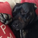 Heidi Abbott - @mollys30 - Twitter