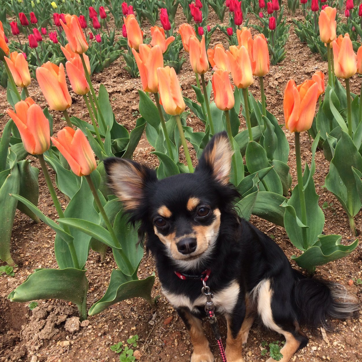 広島県尾道市でのんびり犬と暮らしてます