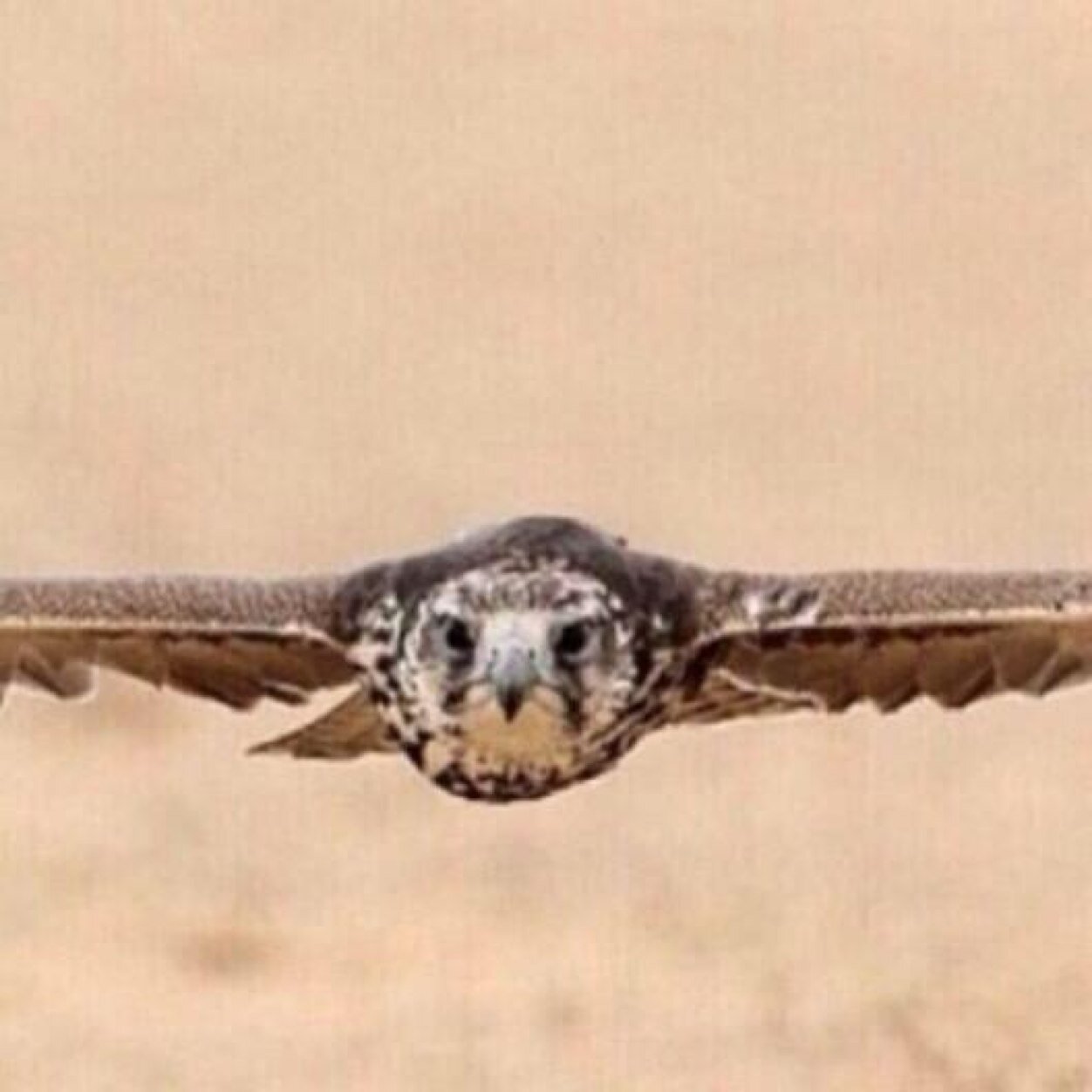 سٌبحان الله وبحمده    سبحان الله العظيم