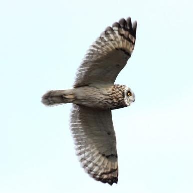 Birder. South Yorkshire bird recorder for YNU, Sheffield Wednesday (Owls) fan and moaning old git.