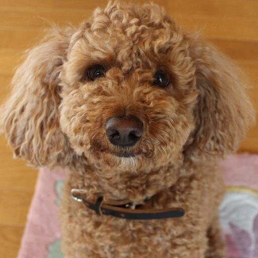 田舎でポケモンGOしてます。青 のおばちゃんトレーナー。リアル相棒の愛犬と毎日歩いて色違いを探してます。ディズニー、ジャニーズ(もうジャニーズではないけど)もたまに呟きます。