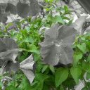 Julia Wesley - @juliaow4 - Twitter