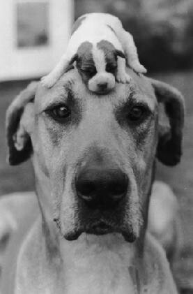 We are a No-Kill shelter that serves all of Canyon County for stray drop-off.