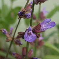 alex lavarde (@alexlavarde) 's Twitter Profile