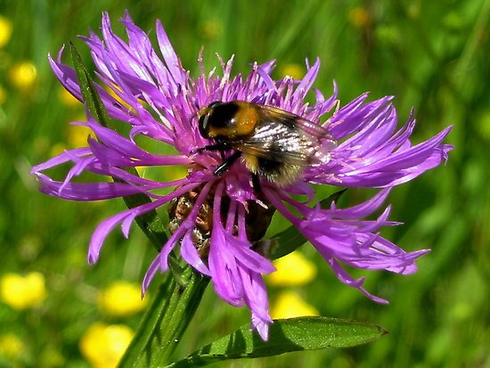 The Centre for Agri-Environmental Research | Reconciling agriculture with the conservation of biodiversity | @UniofReading