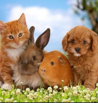 Every day we have the best and most beautiful photos of animals so press the follow button if you love animals also follow me on instagram: DailyAnimalLover
