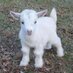 Goats and Goat Facts (@goatfactsrus) Twitter profile photo Goats and Goat Facts (@goatfactsrus) Twitter profile photo