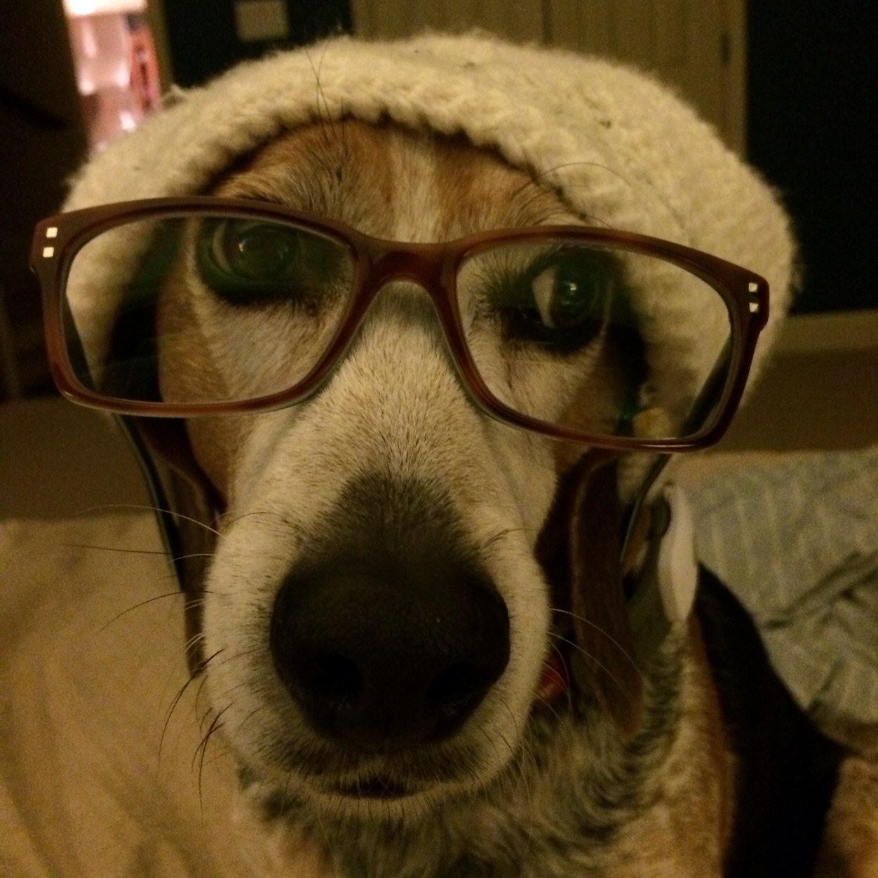 Honorary beagle. Cupcake eater.