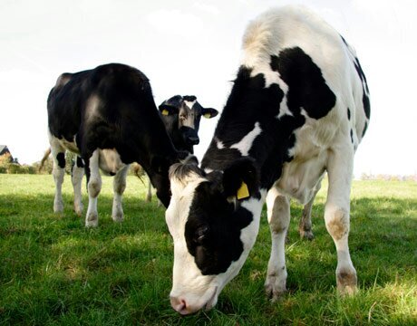 Goloka: World where Cows live. #DairyFarm