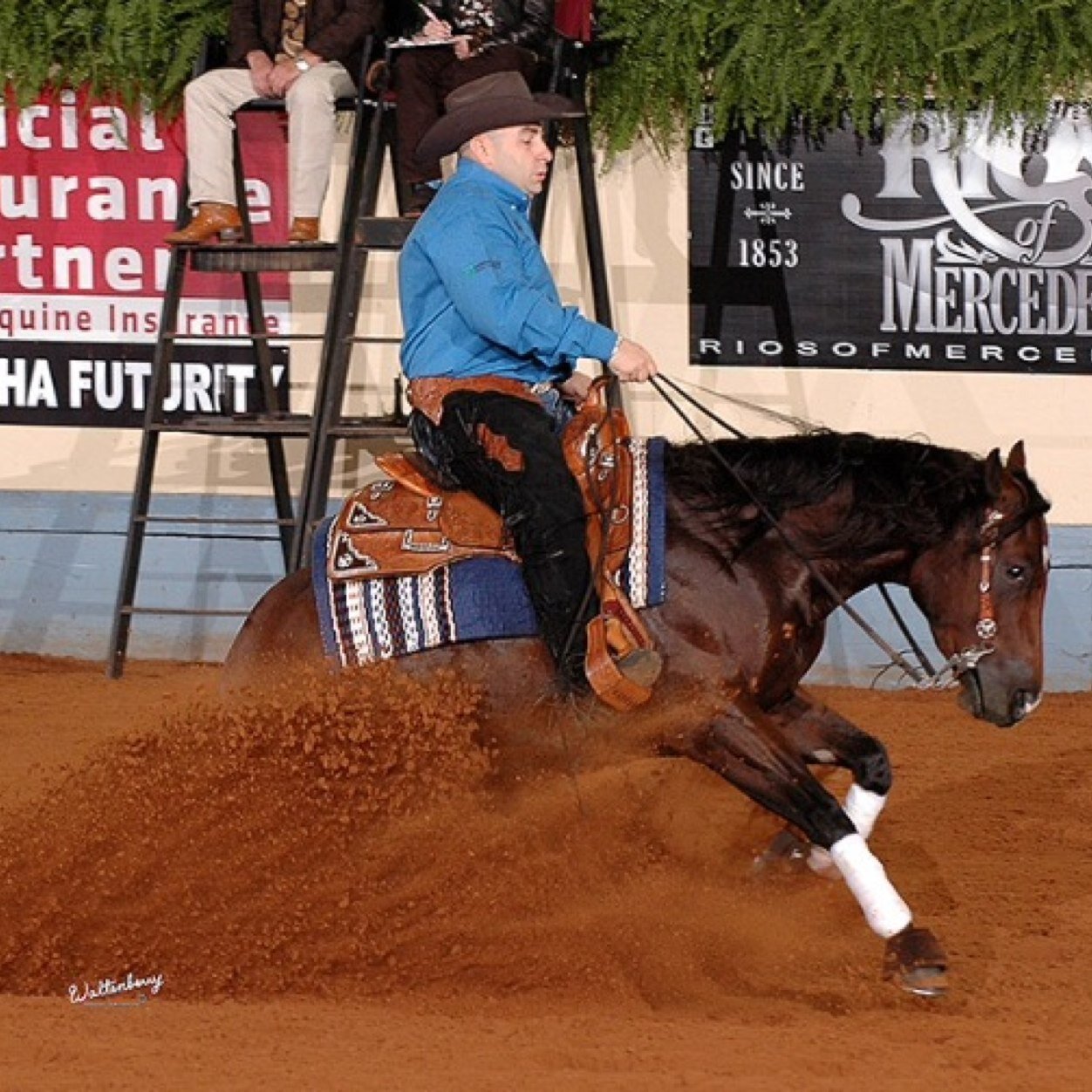 Just your normal futurity horse probs