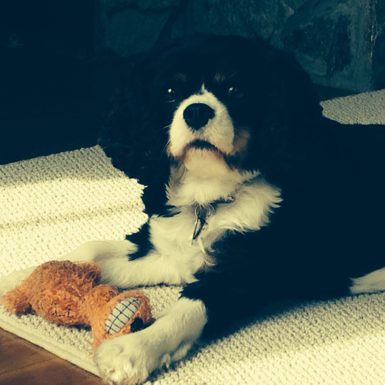 lizardsmom's profile picture. 