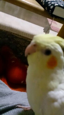 福山雅治、JUJU、Superfly
箱推し🐰読売ジャイアンツ　#19(イオペンも) #97 #2 　オカメインコ