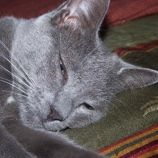 Liberal, Crazy Cat Mom to indoor/outdoor rescues, Goal - open a no kill shelter. Tweet for myself and the cats that let me live here.