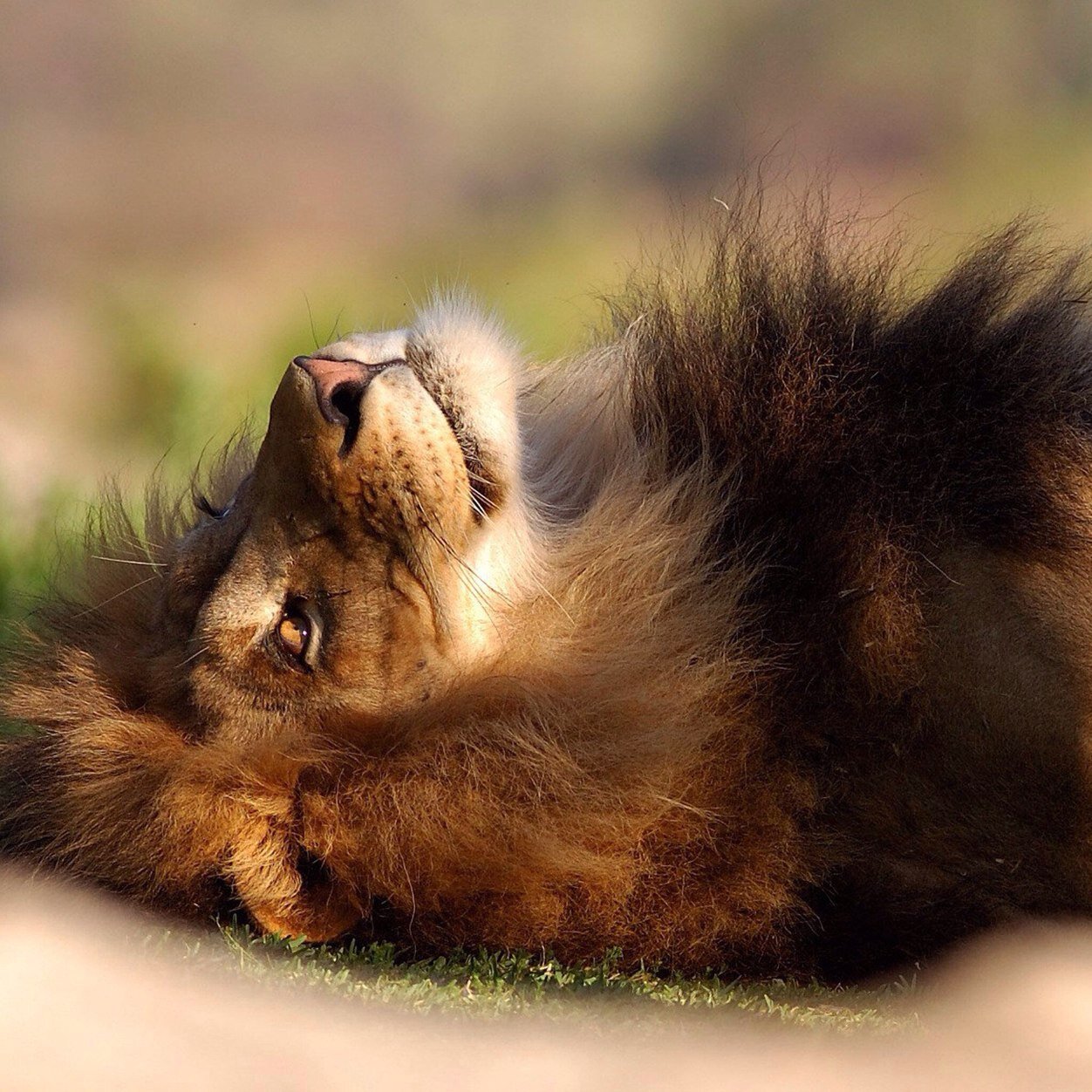 AzizKuw124's profile picture. 