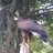 howy120's profile image