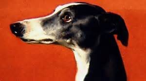I am Eos. Greyhound companion from childhood to His Royal Highness Prince Albert. I am proud and love my master.