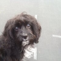 josh burn (@joshburn2003) 's Twitter Profile