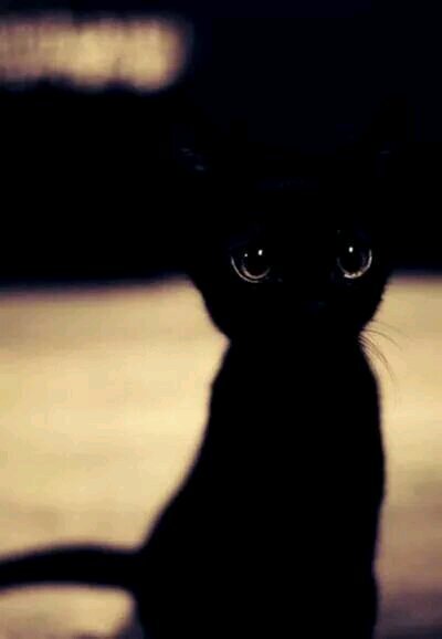 follow my other account @randomcatfood