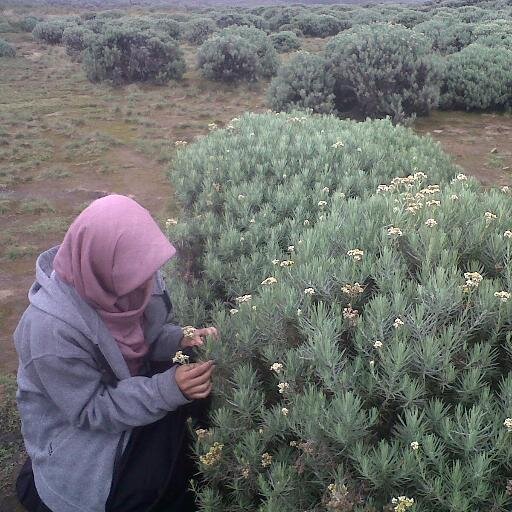 kiranianjasmara's profile picture. 