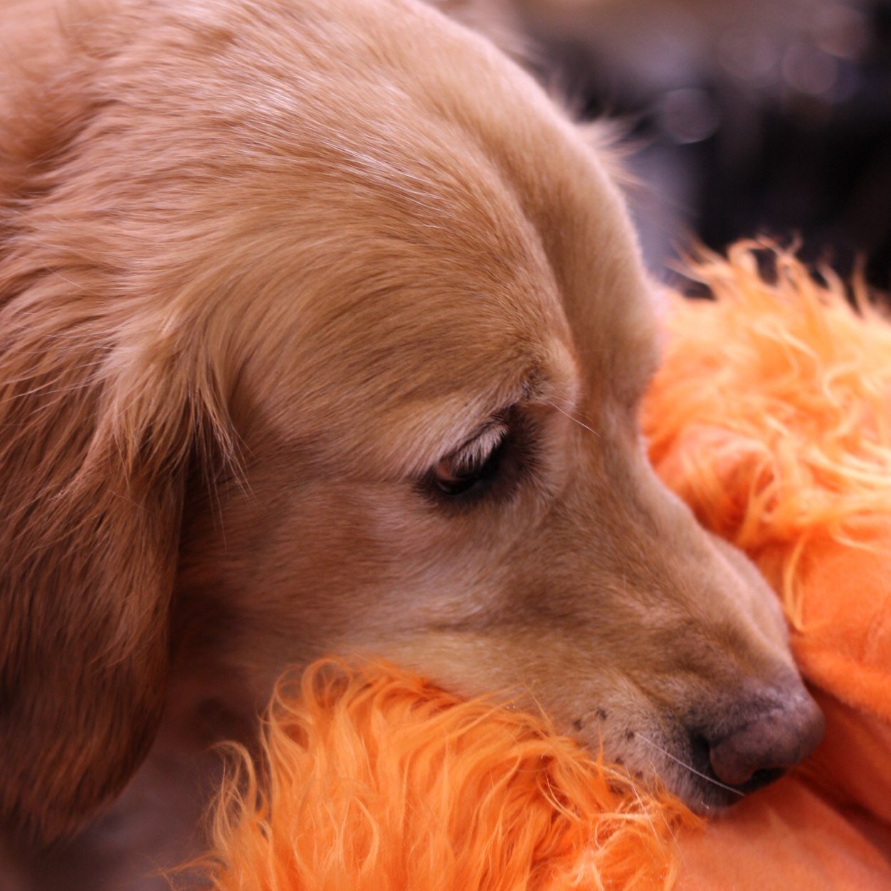 Ex teacher. Owner of Golden Retrievers “the Twitley’s “& Thomas the cat. Google Bear was my special golden who worked in schools, “Google the Reading Dog”