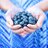 WNCFoodandWine's profile image