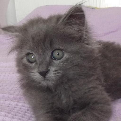 CEVDETCETA's profile picture. *****