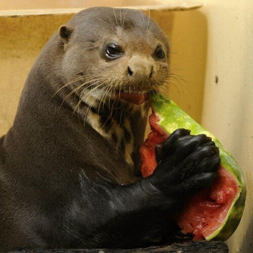 HELLOILYLOTS's profile picture. Hello! ^o^  itd be cool if you could take a look at my account @megisnotlame and maybe follow tHANKS LOVE U