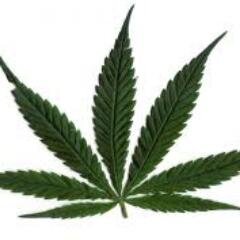 canniwire's profile picture. Cannabis pros, cons, news, articles and potential medical applications.