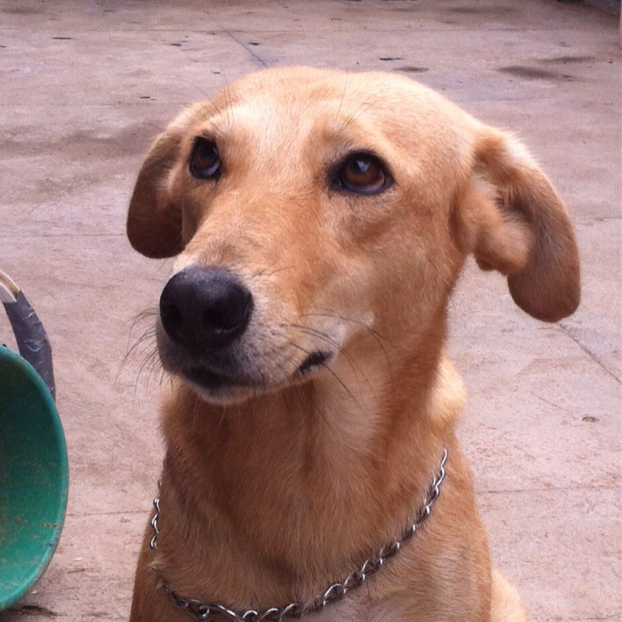 Alfred_lohmann's profile picture. Builds stuff, former management  consultant in Uganda, part time bouncer, part time pig farmer. Lover of Jesus, my wife and 4 lovely daughters