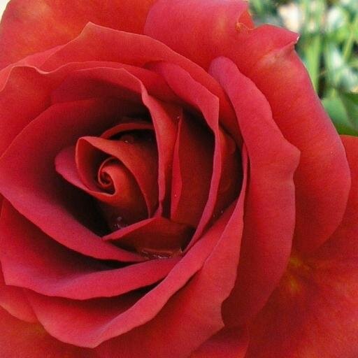 I am a mature female who has recently retired with many new interest eg.twitter. I have a passion for gardening.