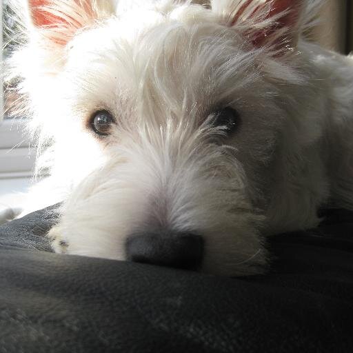 Bluemoon_Chris's profile picture. 