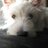 Bluemoon_Chris's profile image