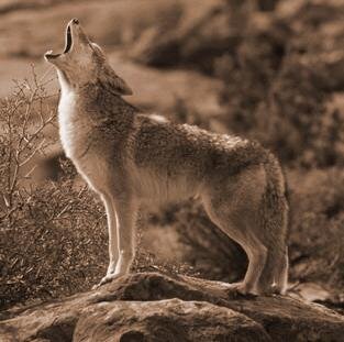 ArtOfTheWest's profile picture. Purveyors of Western and Wildlife art.  We offer Cowboy Paintings, Pulp Western Illustrations, Indian and Native American paintings, and Wildlife art