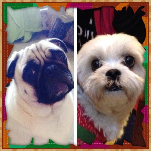 Two dogs that need to show the world that we can be cuter than our cats. Our cats drool. We like tweeting food and pet stuff. Animal rights stuff too.