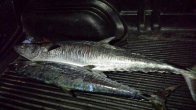 dalmawee's profile picture. 