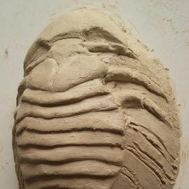 Schubbebeest's profile picture. 