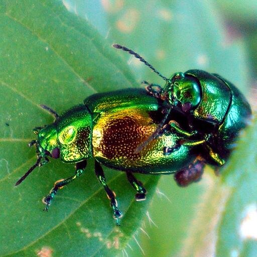 LaChicaViernes's profile picture. 