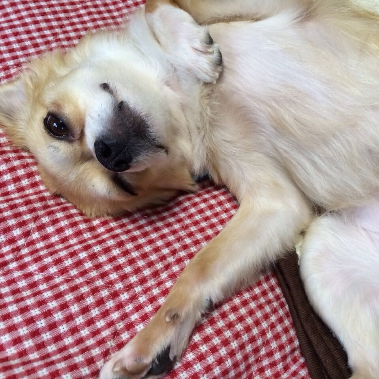 K09k19M's profile picture. 保健所犬Bibiとの幸せeveryday☺︎♡