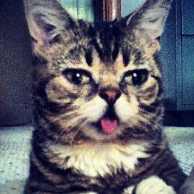 my midget cat andreswannabe twitter