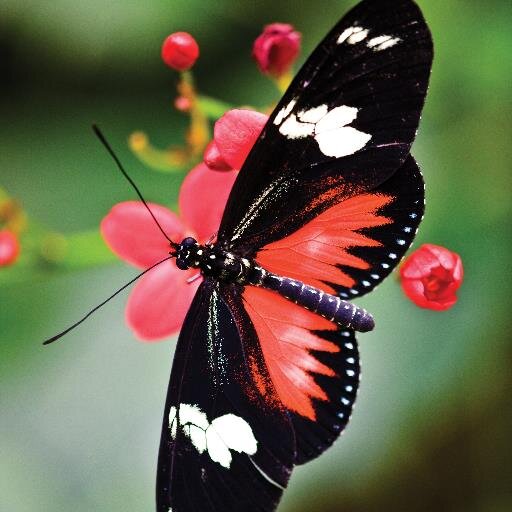 Locura y enamorada de mis Orquídeas 😍😍👏 Quiero a mi naturaleza protegerla Mi Dios todopoderoso cúbrenos con tu manto a mi y miFamilia ♥confío siempre en ti♥