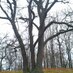 Tree Witch (@cairngorms68) Twitter profile photo Tree Witch (@cairngorms68) Twitter profile photo
