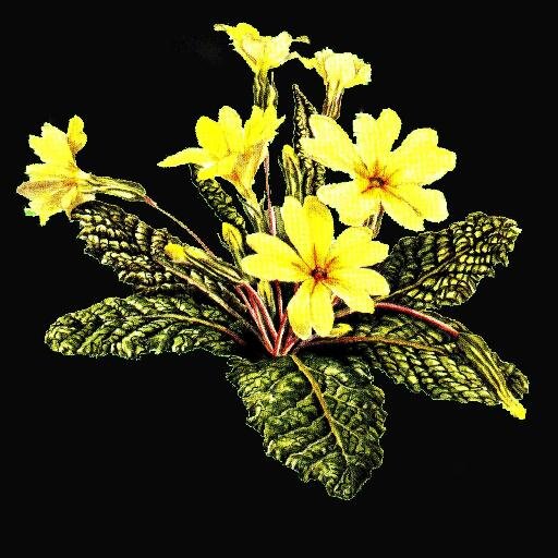 MillwoodPlants Profile Picture