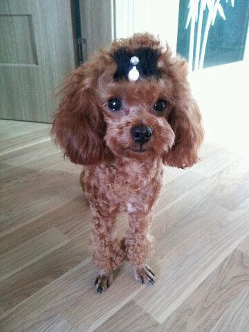 Parody of Minzy's cutie dog Kongdougie/Dougie/더기. Follow the real @kongdougie21 or @mingkki21 ♥