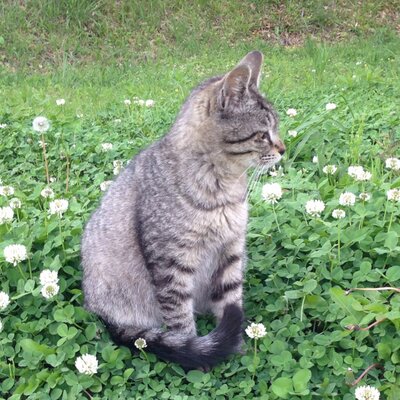こっけ