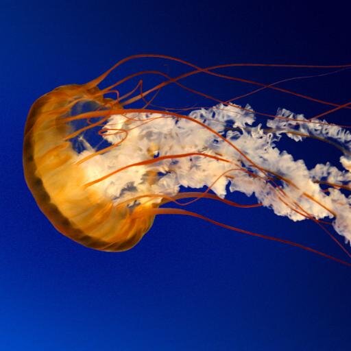 kurik5368's profile picture. 